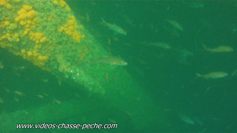 chasse sous-marine sériole